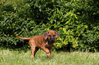 Rhodesian Ridgeback Puppy