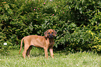 Rhodesian Ridgeback Puppy