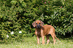 Rhodesian Ridgeback Puppy