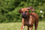 Rhodesian Ridgeback Puppy