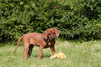 Rhodesian Ridgeback Puppy