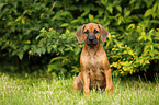 Rhodesian Ridgeback Puppy