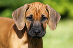 Rhodesian Ridgeback Puppy