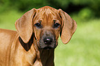 Rhodesian Ridgeback Puppy