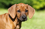 Rhodesian Ridgeback Puppy