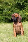 Rhodesian Ridgeback Puppy