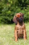 Rhodesian Ridgeback Puppy