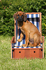 Rhodesian Ridgeback Puppy