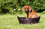 Rhodesian Ridgeback Puppy