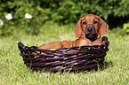 Rhodesian Ridgeback Puppy