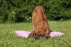 Rhodesian Ridgeback Puppy