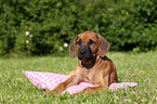 Rhodesian Ridgeback Puppy