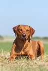 lying Rhodesian Ridgeback