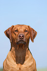 Rhodesian Ridgeback Portrait