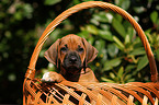 Rhodesian Ridgeback Puppy