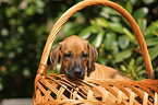 Rhodesian Ridgeback Puppy