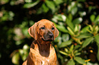 Rhodesian Ridgeback Puppy