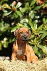 Rhodesian Ridgeback Puppy