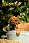 Rhodesian Ridgeback Puppy