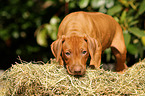 Rhodesian Ridgeback Puppy