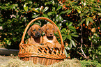 Rhodesian Ridgeback Puppies