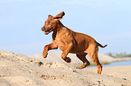 young Rhodesian Ridgeback