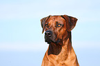 Rhodesian Ridgeback Portrait