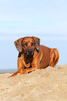 lying Rhodesian Ridgeback