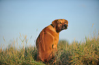 sitting Rhodesian Ridgeback