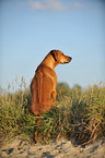 sitting Rhodesian Ridgeback