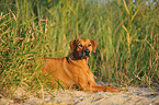 lying Rhodesian Ridgeback