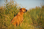 sitting Rhodesian Ridgeback