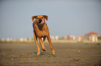 running Rhodesian Ridgeback