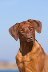 Rhodesian Ridgeback Portrait