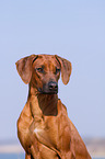 Rhodesian Ridgeback Portrait