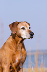 Rhodesian Ridgeback Portrait