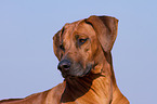 Rhodesian Ridgeback Portrait