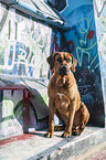 sitting Rhodesian Ridgeback