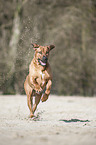 running Rhodesian Ridgeback