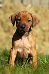 Rhodesian Ridgeback Puppy