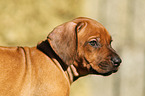 Rhodesian Ridgeback Puppy