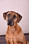 Rhodesian Ridgeback Portrait