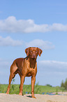 Rhodesian Ridgeback