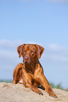 lying Rhodesian Ridgeback