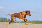 running Rhodesian Ridgeback