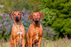 Rhodesian Ridgebacks