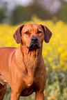 Rhodesian Ridgeback Portrait