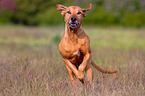 running Rhodesian Ridgeback