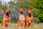 Rhodesian Ridgebacks