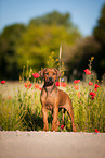 Rhodesian Ridgeback Puppy